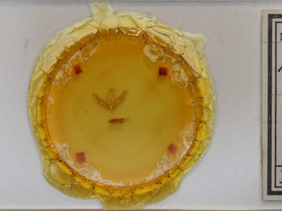 slide view of adult Acronicta increta