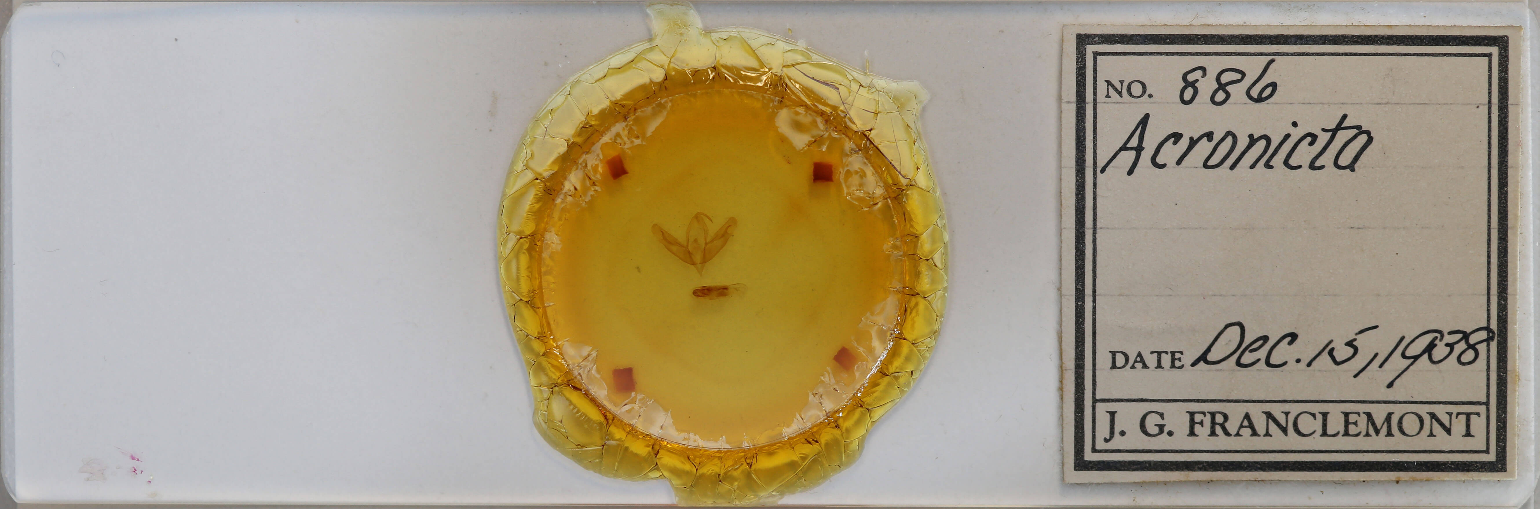 slide view of adult Acronicta increta