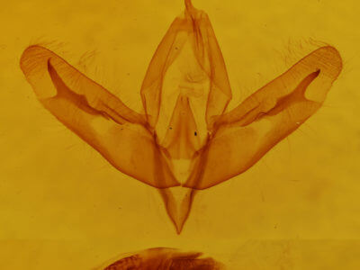 genitalia view of adult Acronicta increta