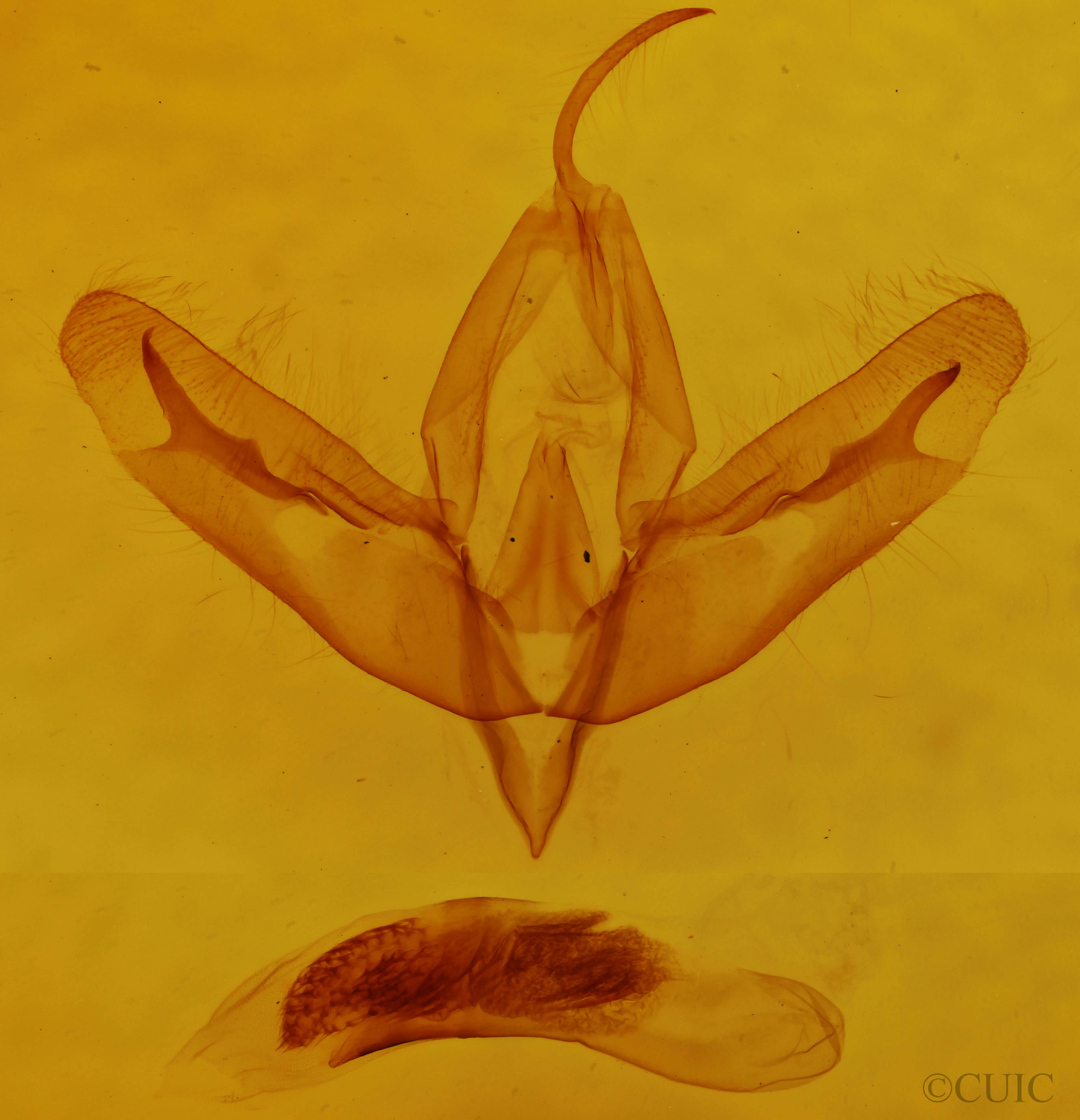 genitalia view of adult Acronicta increta