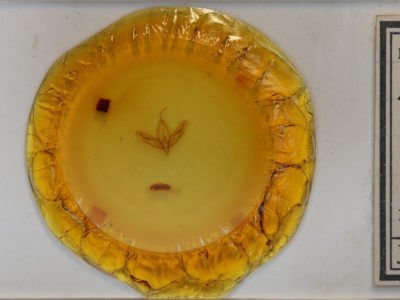 slide view of adult Acronicta increta