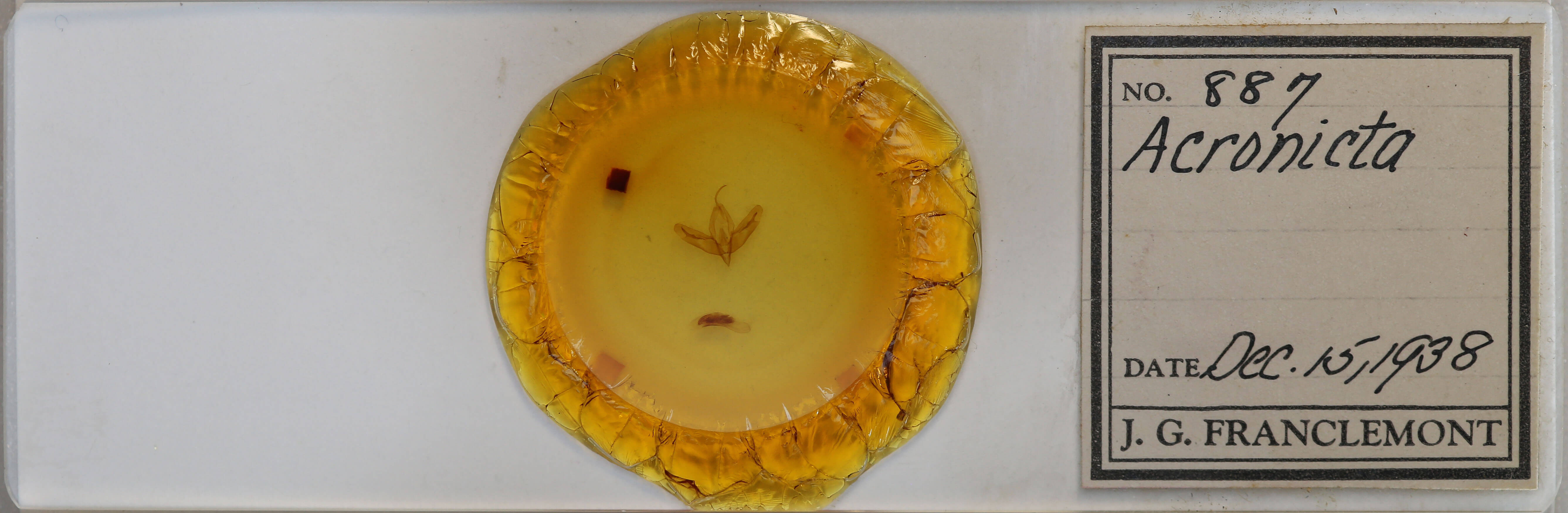 slide view of adult Acronicta increta