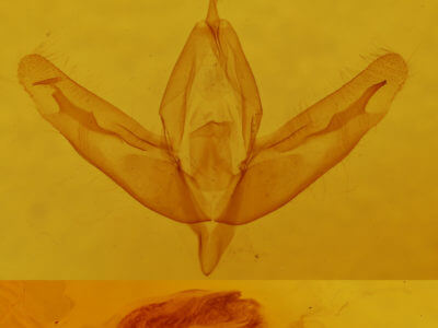 genitalia view of adult Acronicta increta