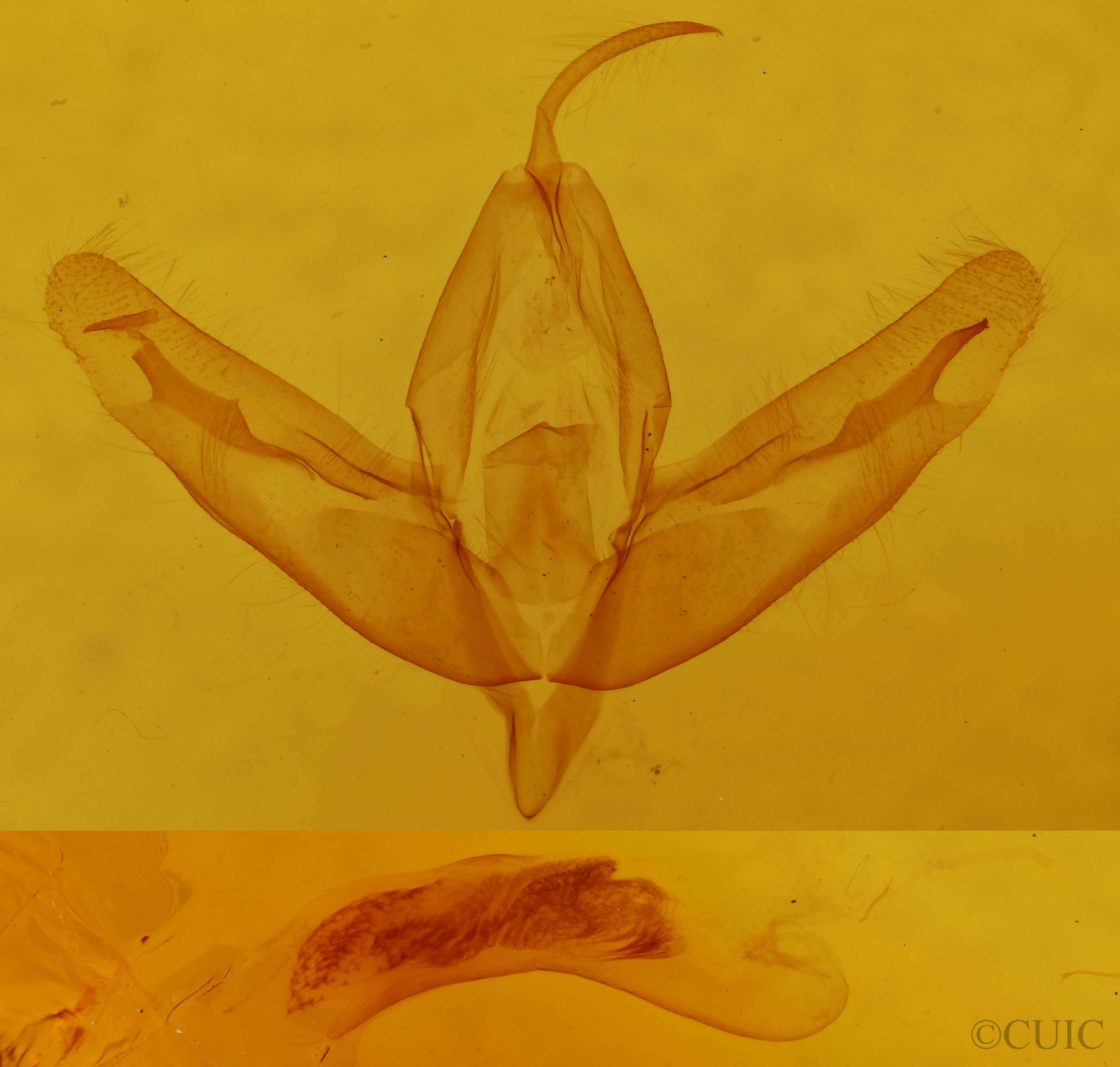 genitalia view of adult Acronicta increta
