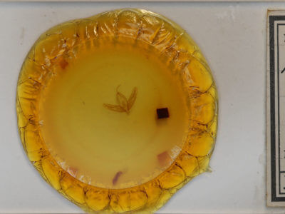 slide view of adult Acronicta increta