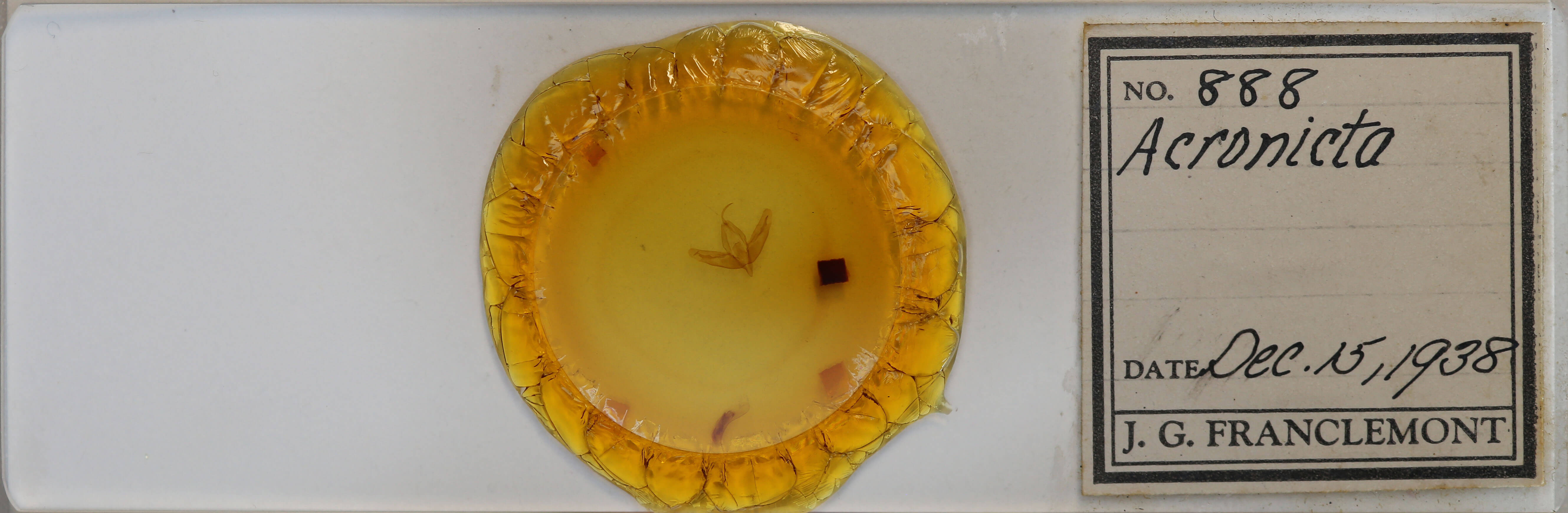 slide view of adult Acronicta increta