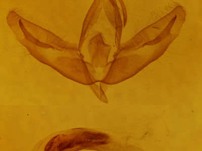 genitalia view of adult Acronicta increta