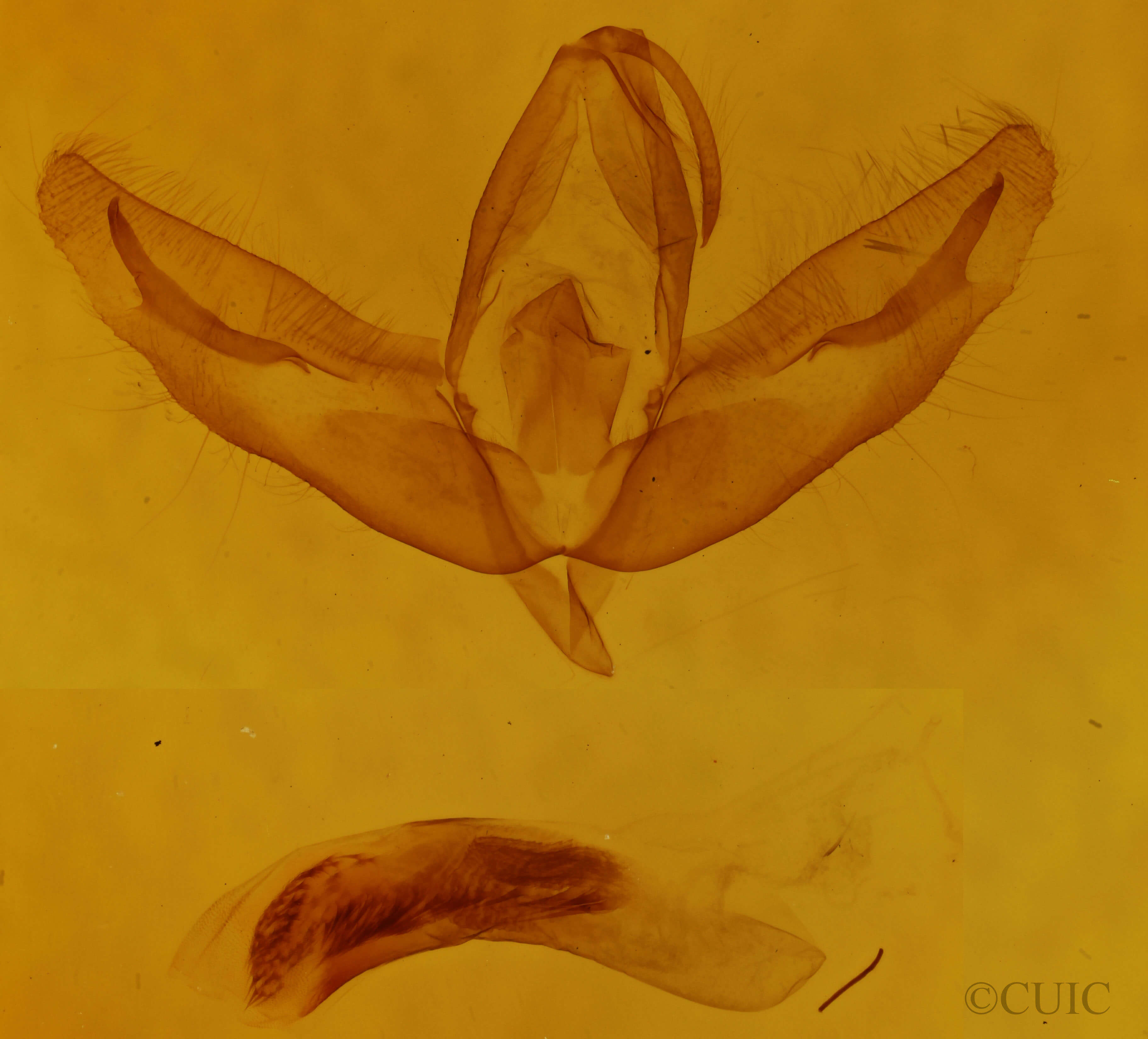 genitalia view of adult Acronicta increta