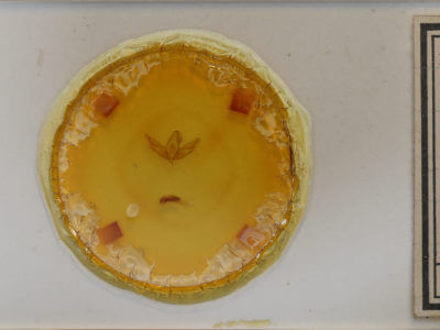 slide view of adult Acronicta increta