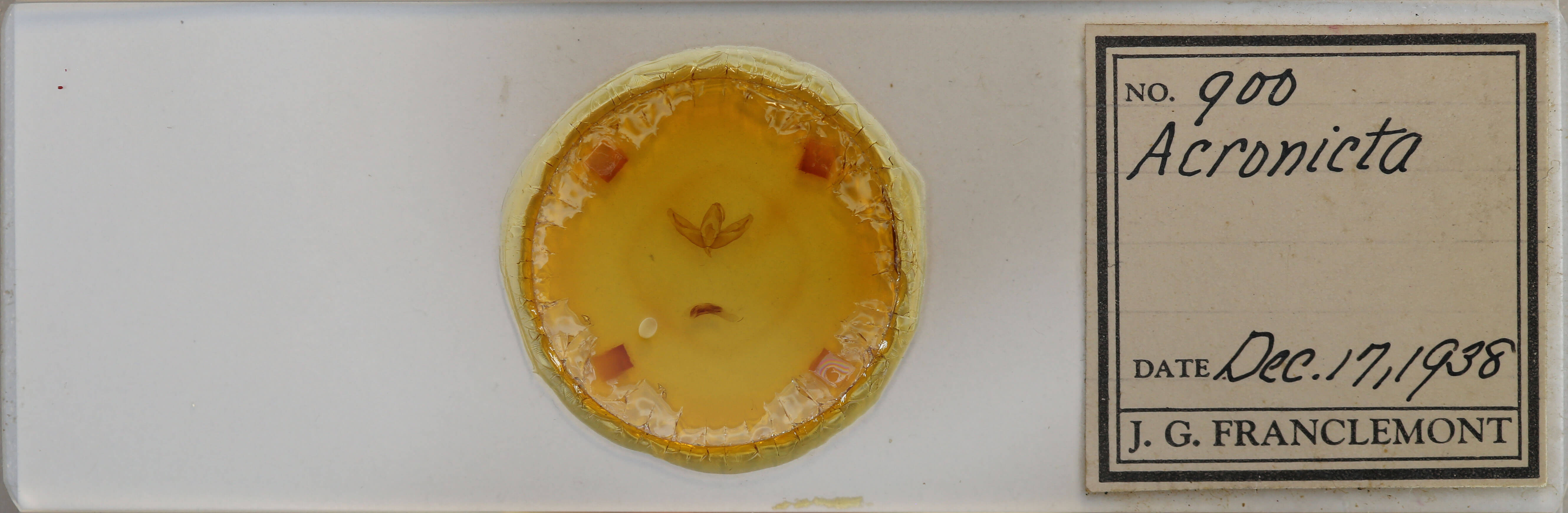 slide view of adult Acronicta increta