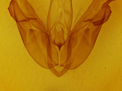 genitalia view of adult Acronicta lobeliae