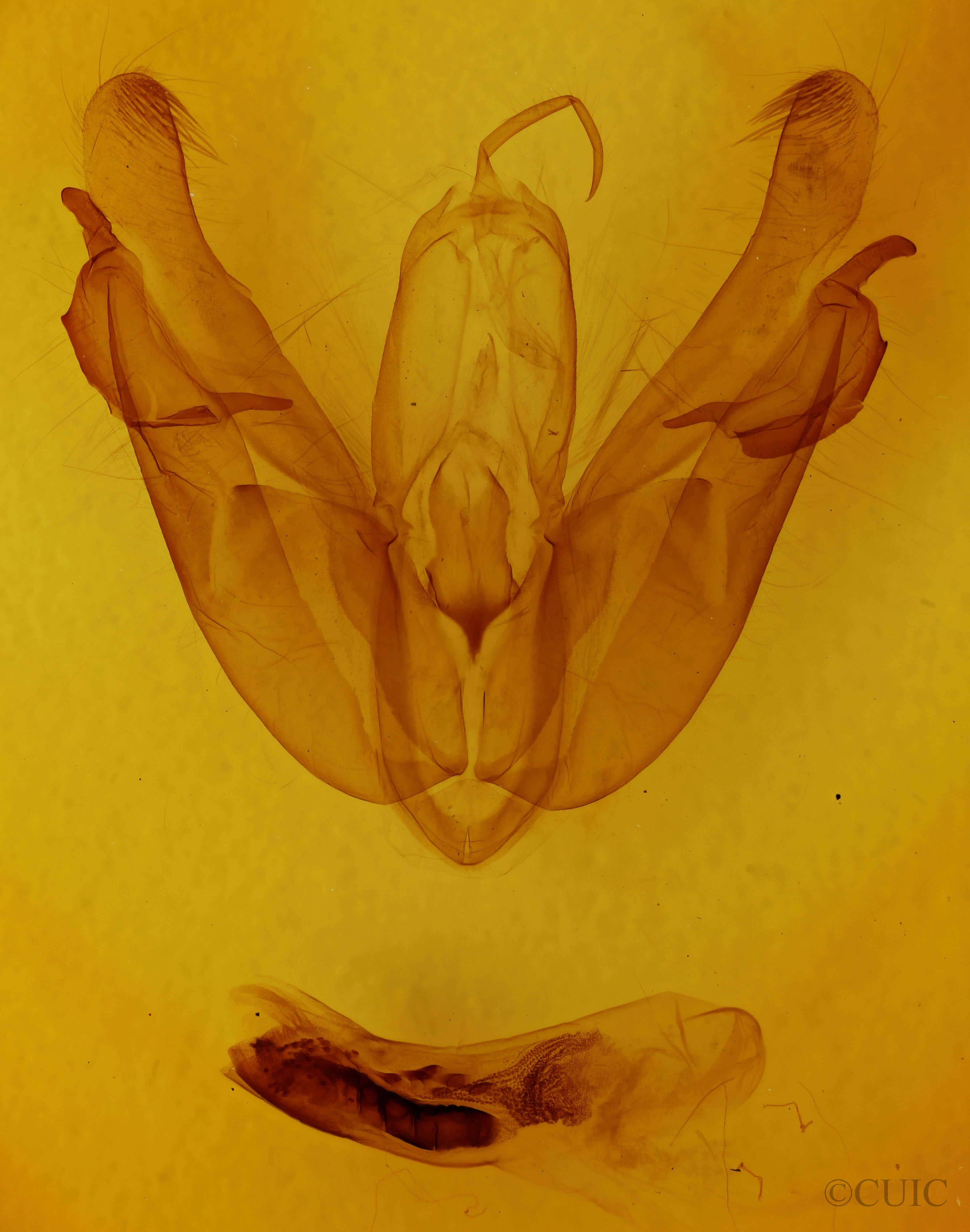 genitalia view of adult Acronicta lobeliae