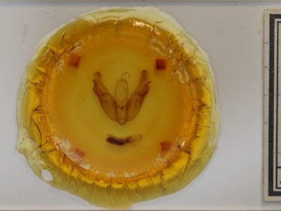 slide view of adult Acronicta lobeliae