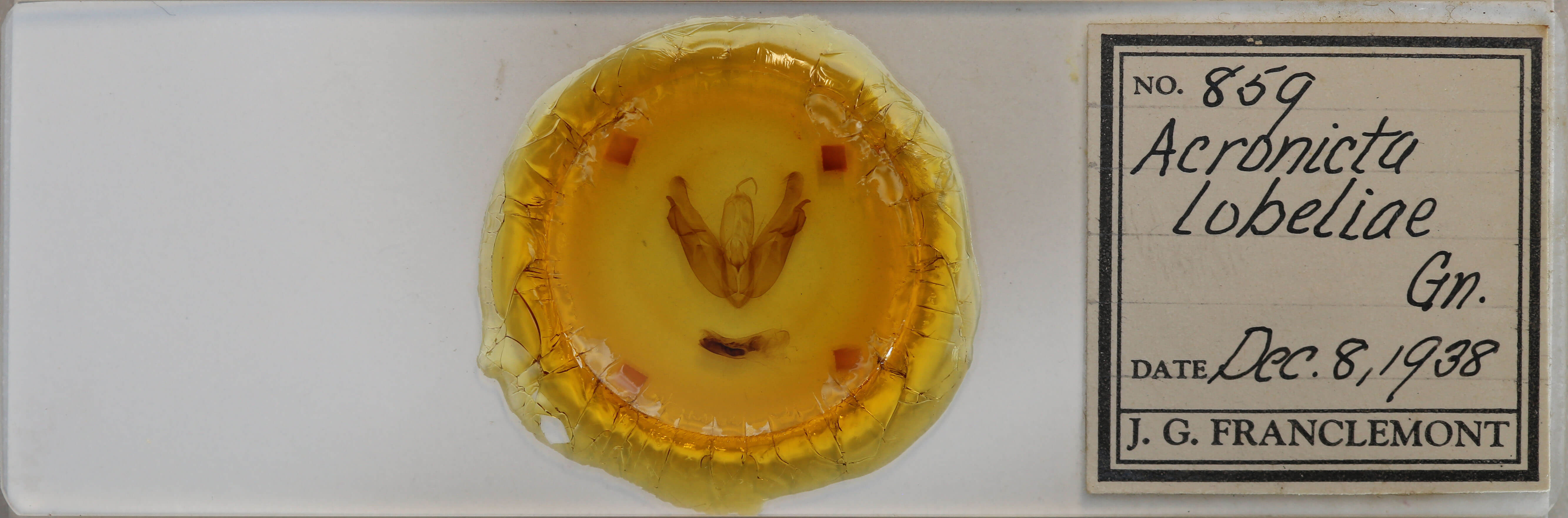 slide view of adult Acronicta lobeliae