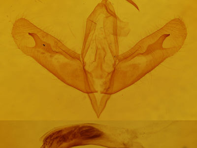 genitalia view of adult Acronicta ovata