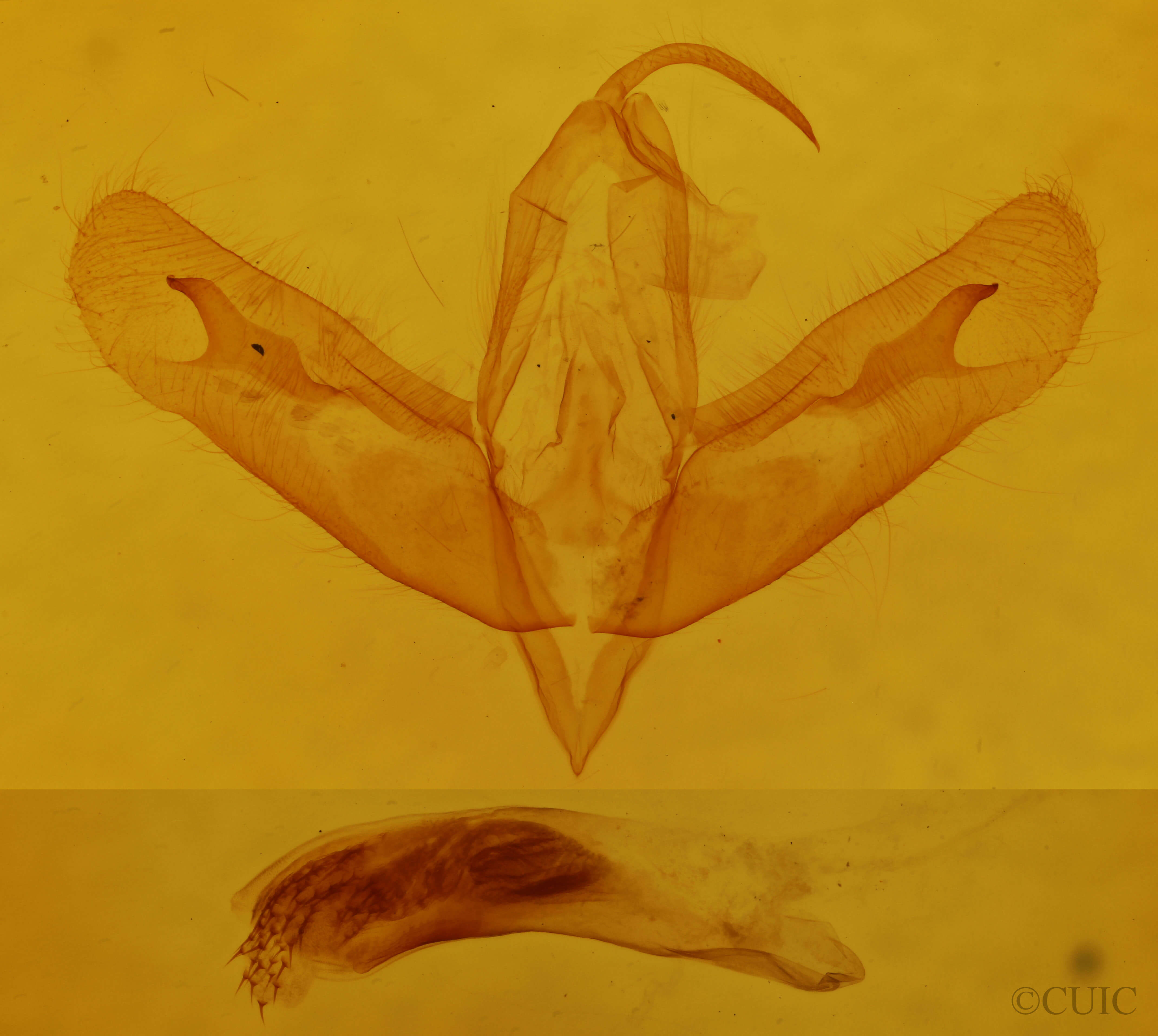 genitalia view of adult Acronicta ovata