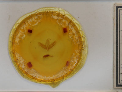 slide view of adult Acronicta ovata