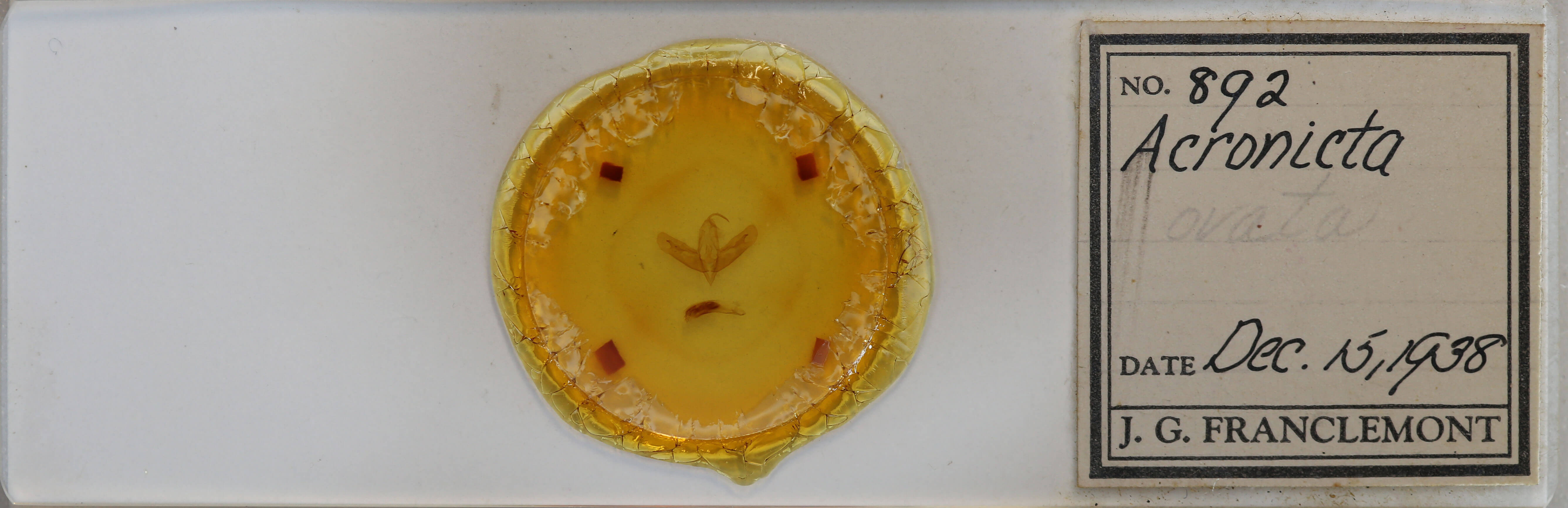 slide view of adult Acronicta ovata