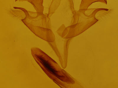 genitalia view of adult Acronicta retardata