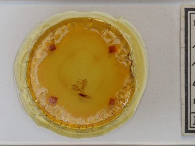 slide view of adult Acronicta retardata