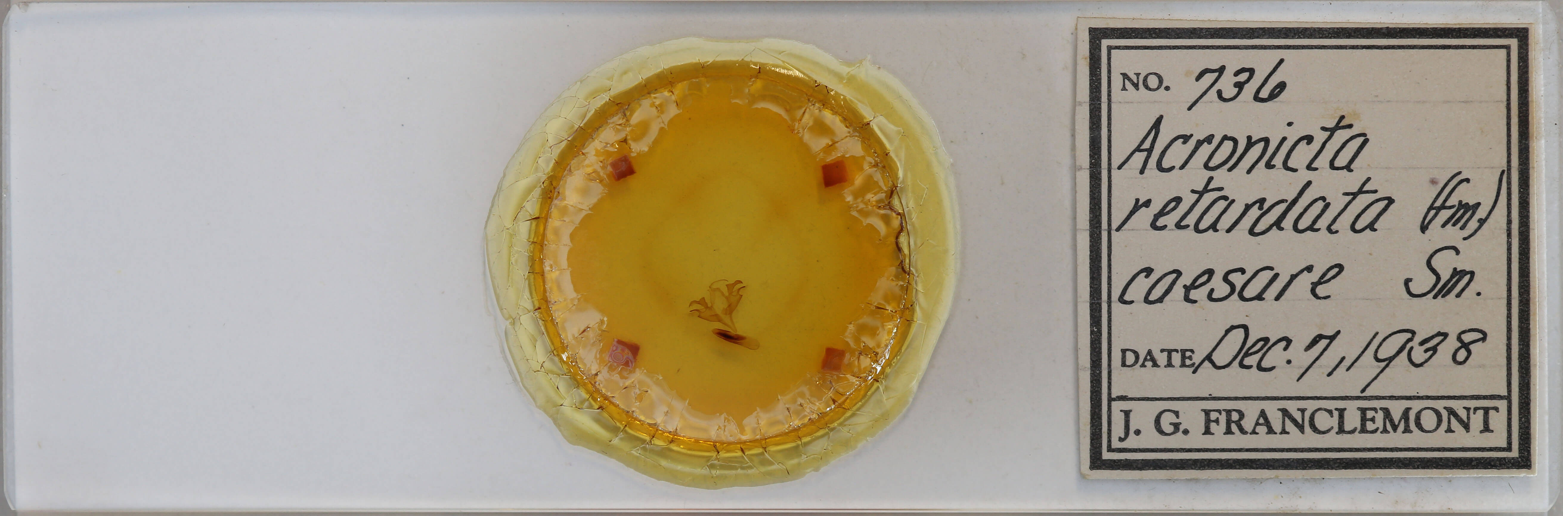 slide view of adult Acronicta retardata