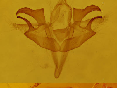 genitalia view of adult Acronicta retardata