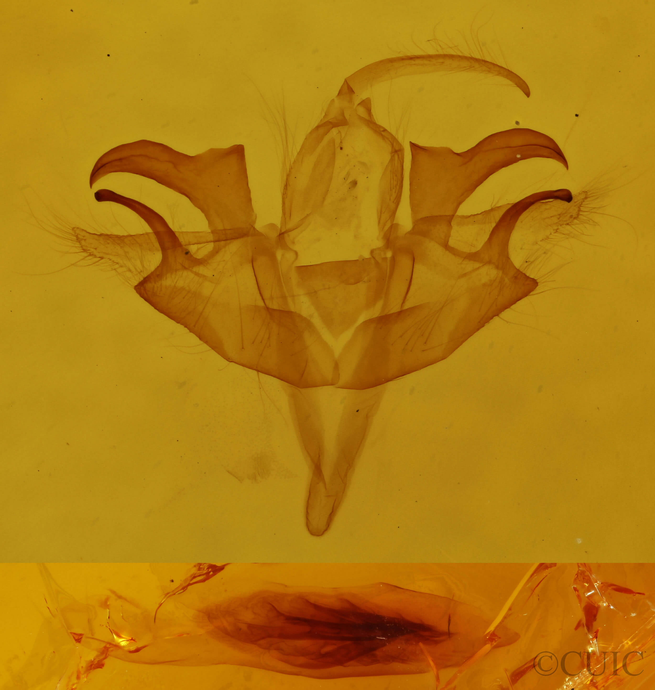 genitalia view of adult Acronicta retardata