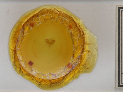 slide view of adult Acronicta retardata