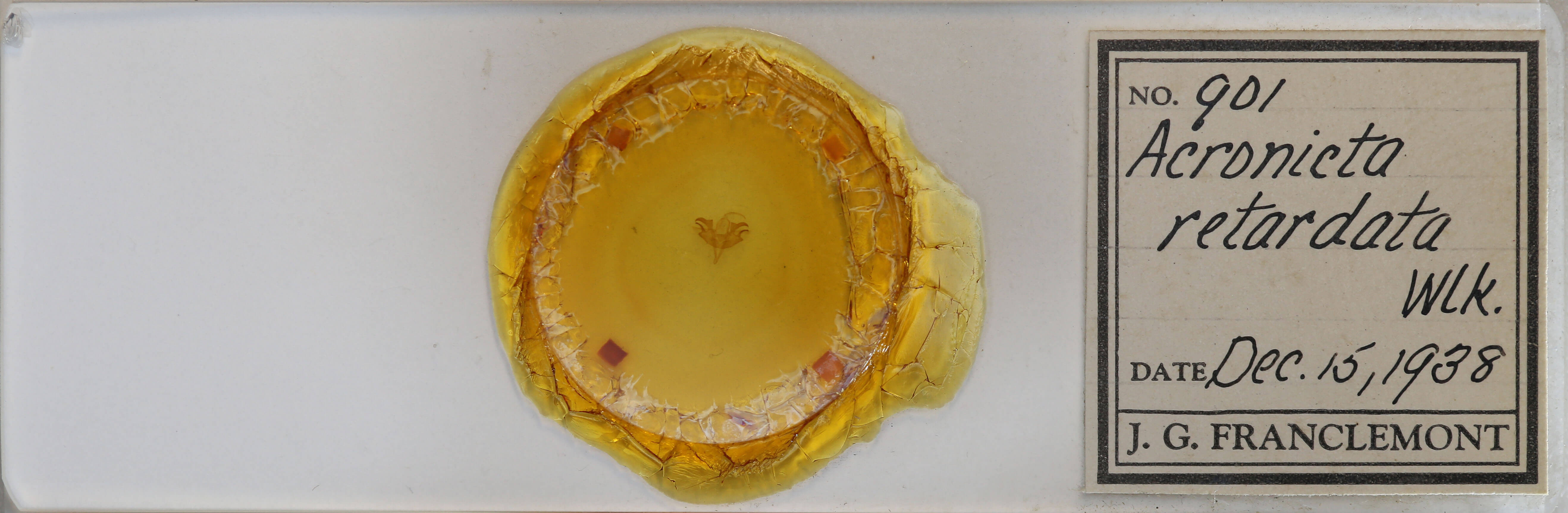 slide view of adult Acronicta retardata