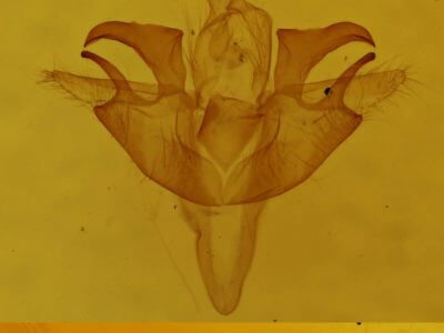 genitalia view of adult Acronicta retardata
