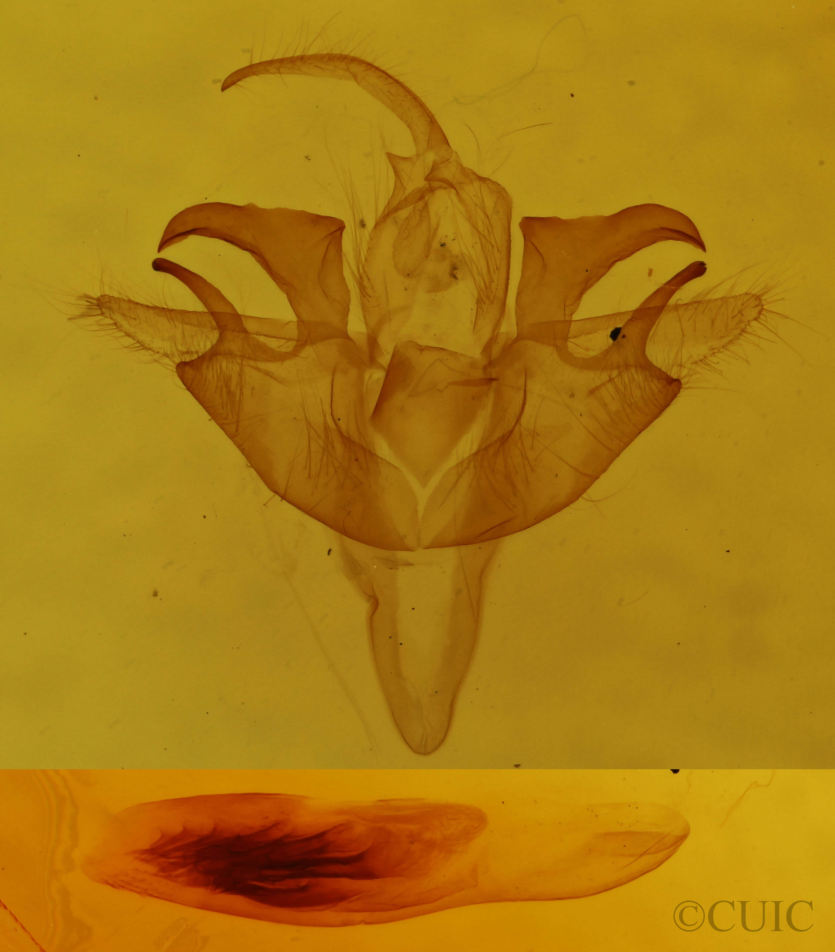 genitalia view of adult Acronicta retardata