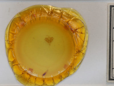 slide view of adult Acronicta retardata