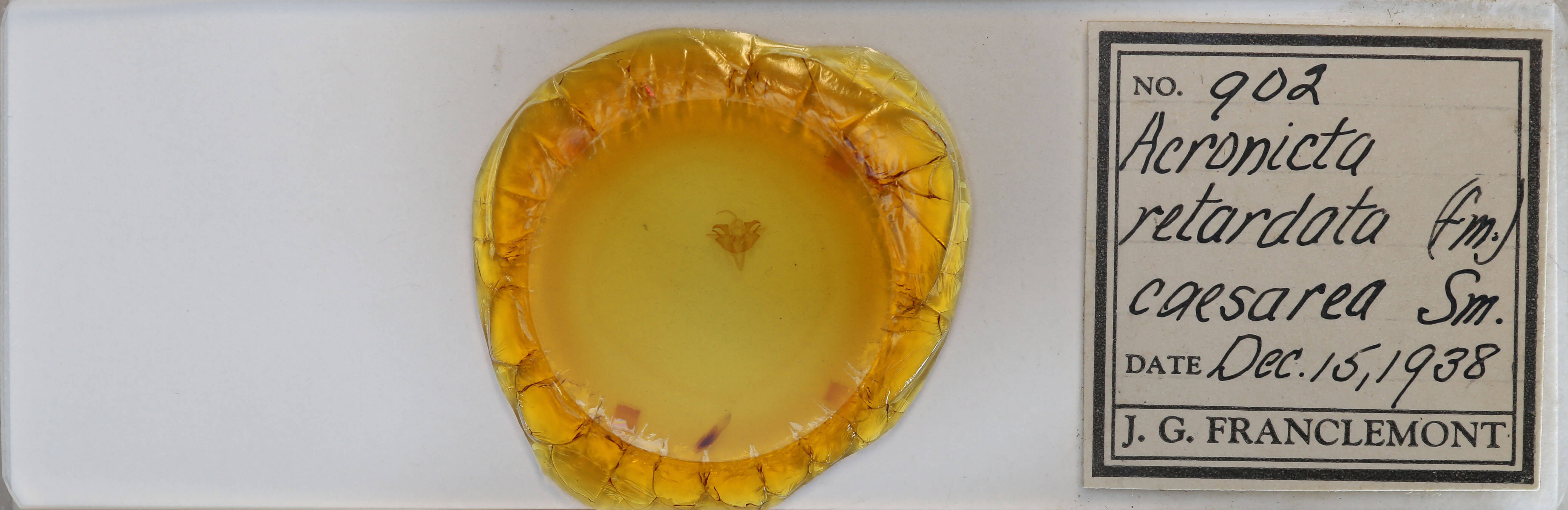 slide view of adult Acronicta retardata