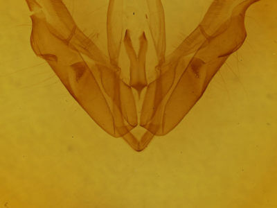 genitalia view of adult Acronicta spinigera