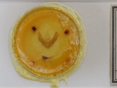 slide view of adult Acronicta spinigera