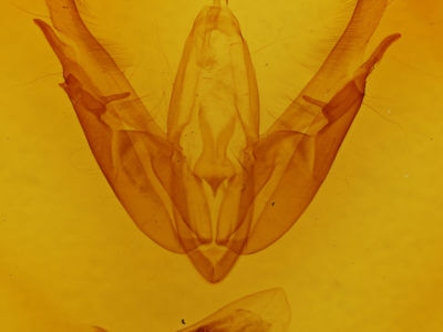 genitalia view of adult Acronicta superans