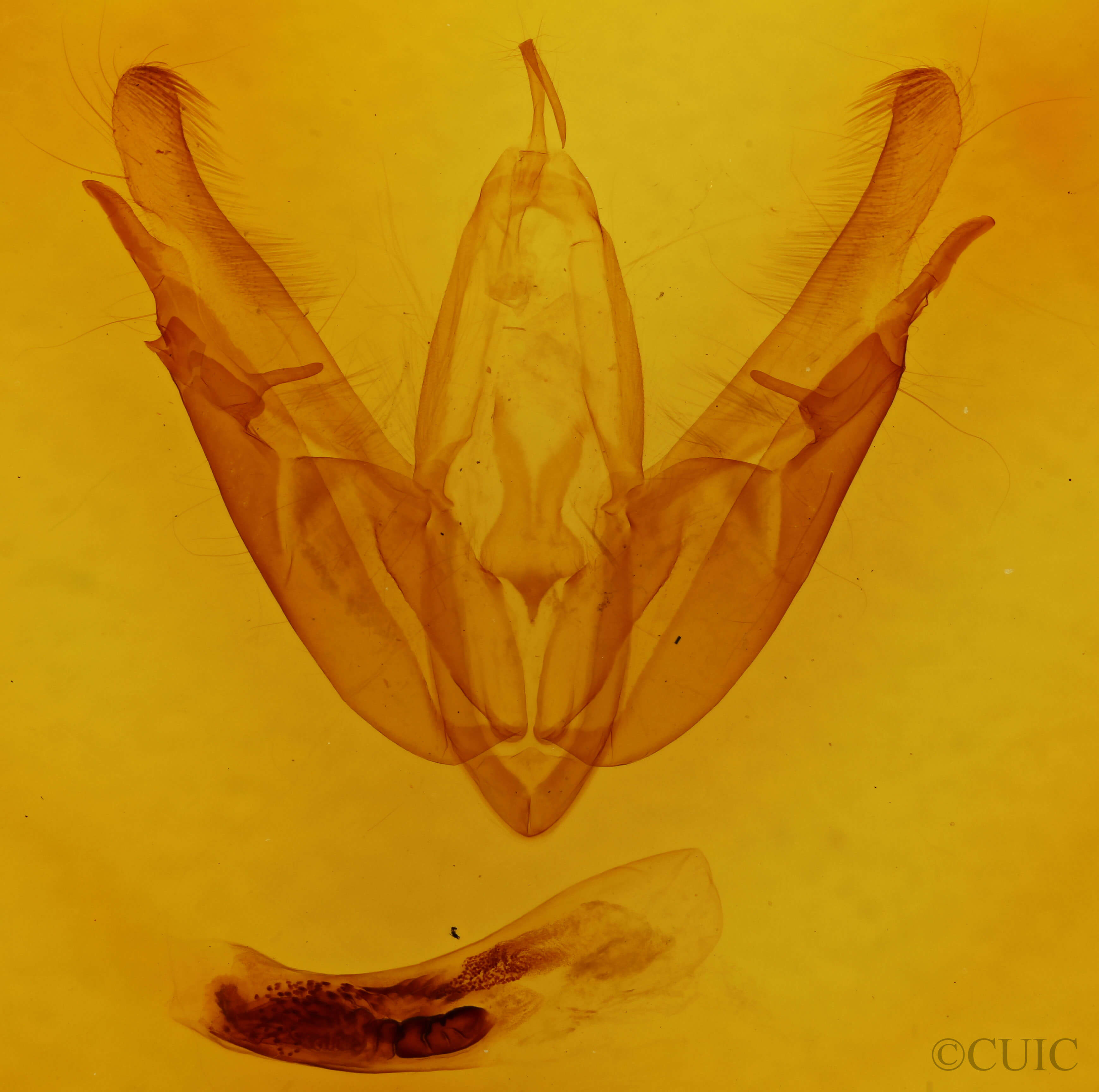 genitalia view of adult Acronicta superans