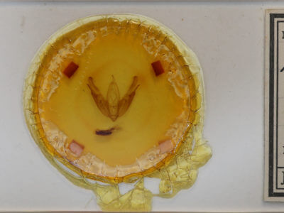 slide view of adult Acronicta superans