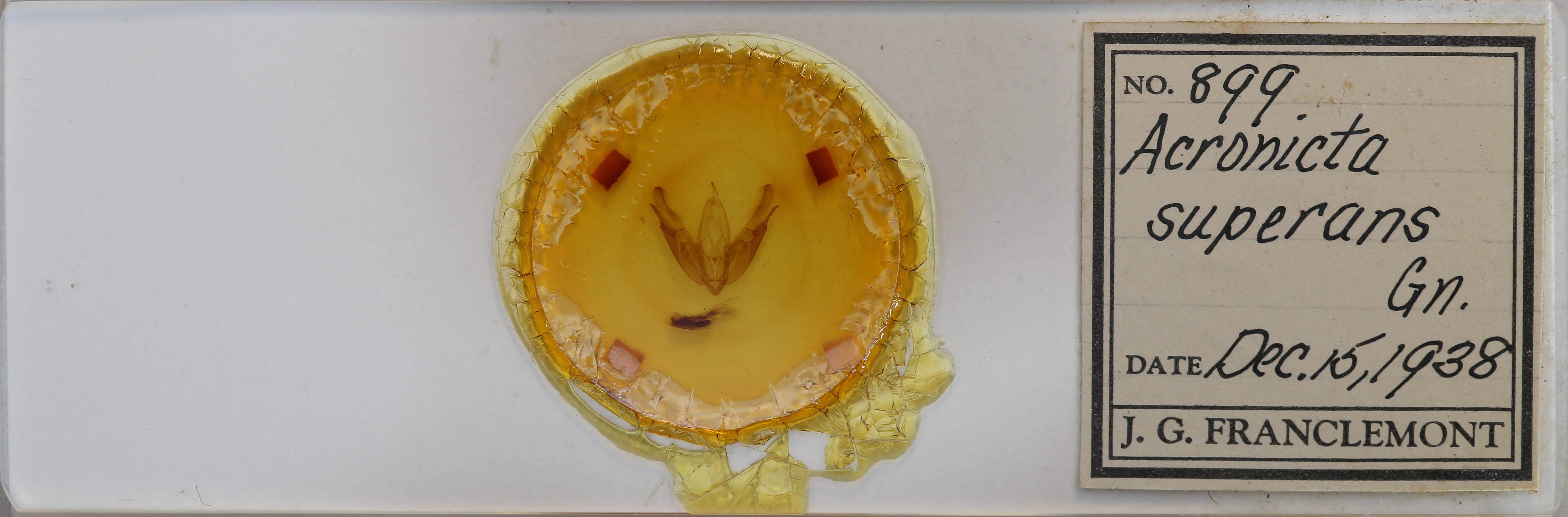 slide view of adult Acronicta superans