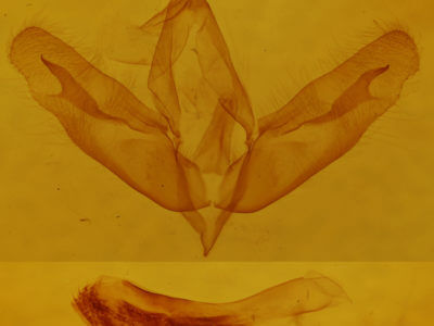genitalia view of adult Acronicta tristis
