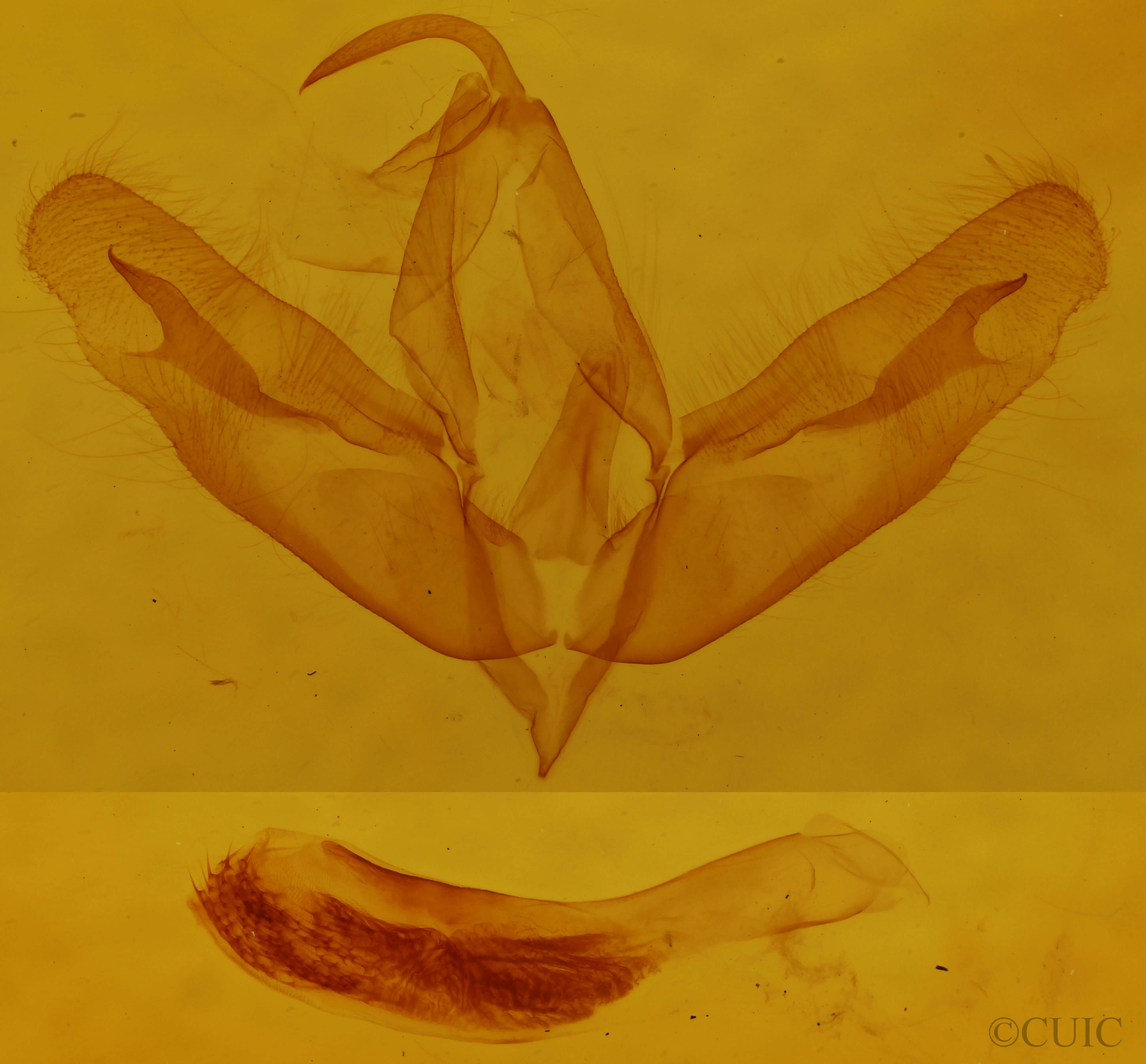 genitalia view of adult Acronicta tristis