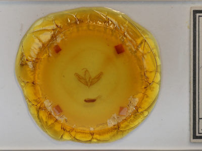 slide view of adult Acronicta tristis