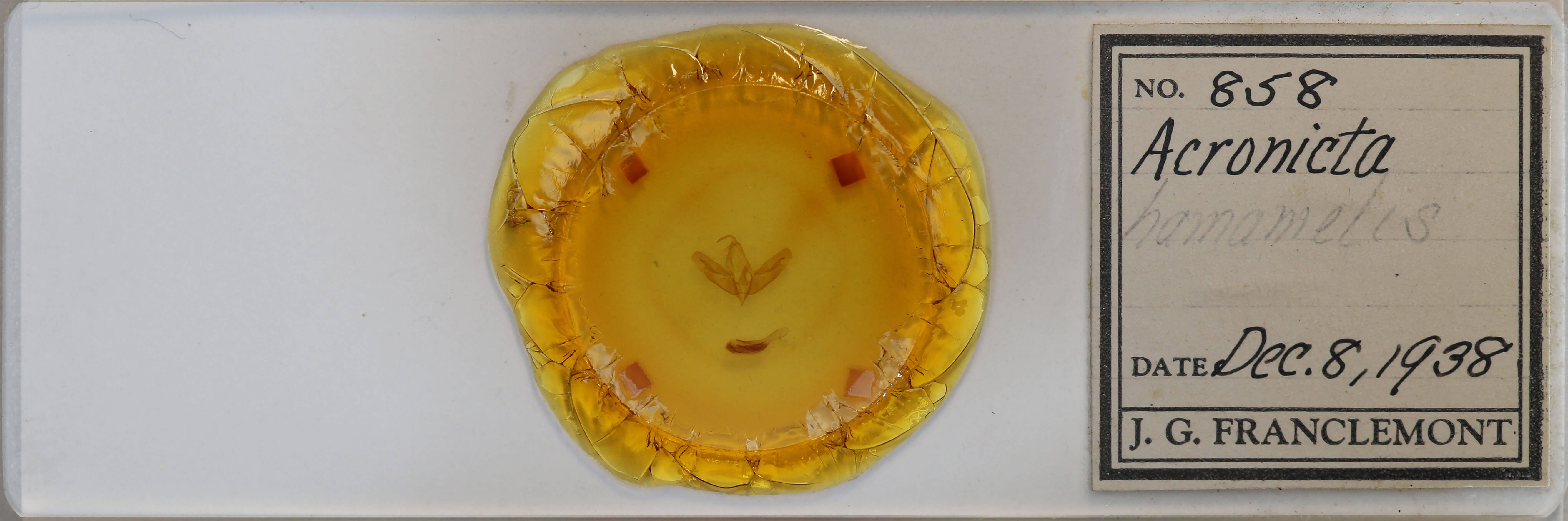 slide view of adult Acronicta tristis