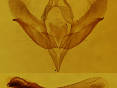 genitalia view of adult Acronicta vinnula