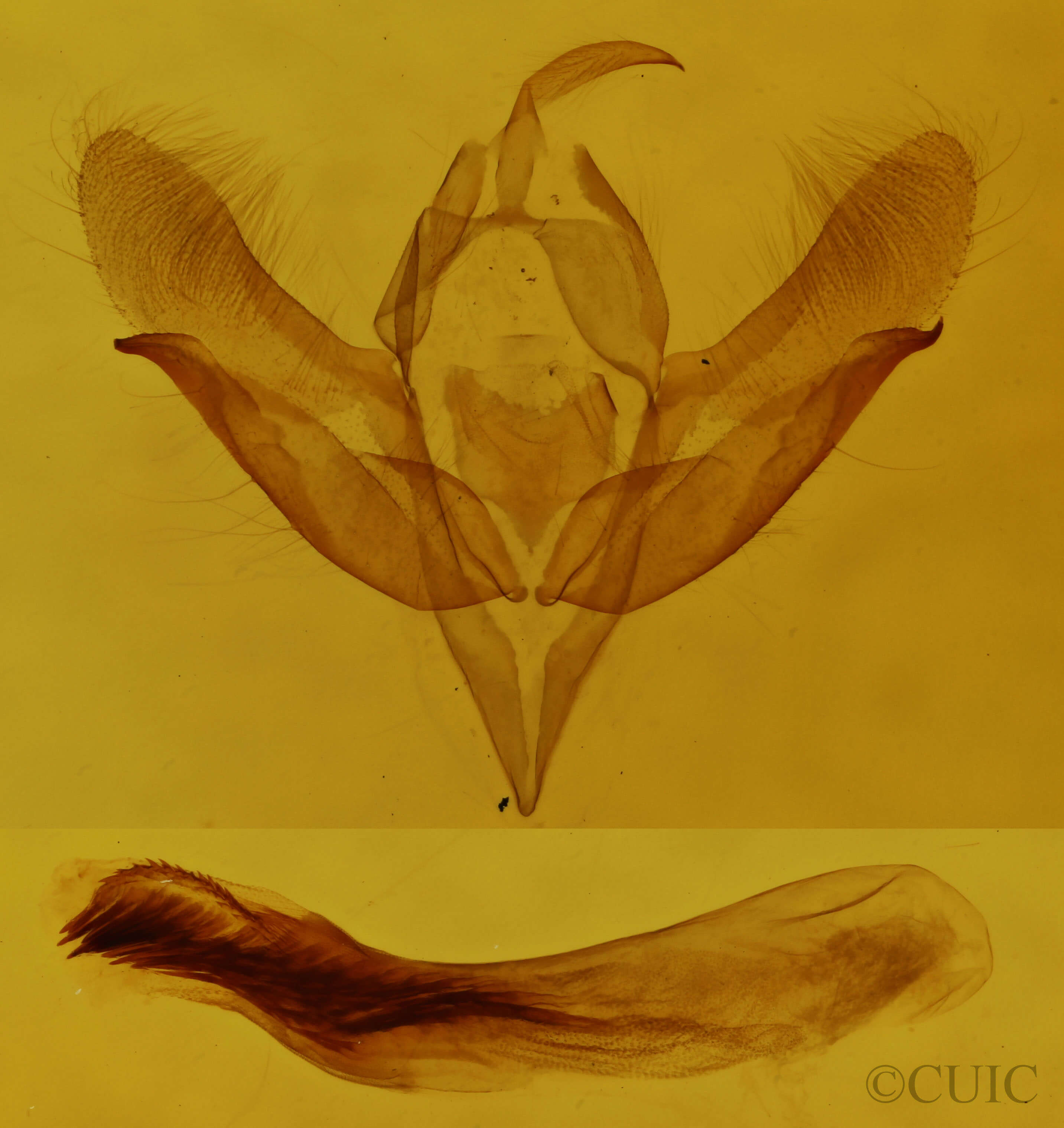 genitalia view of adult Acronicta vinnula