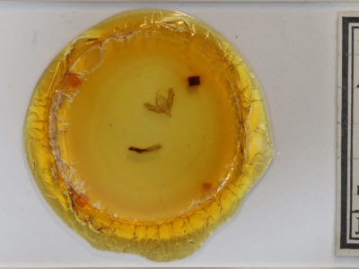 slide view of adult Acronicta vinnula