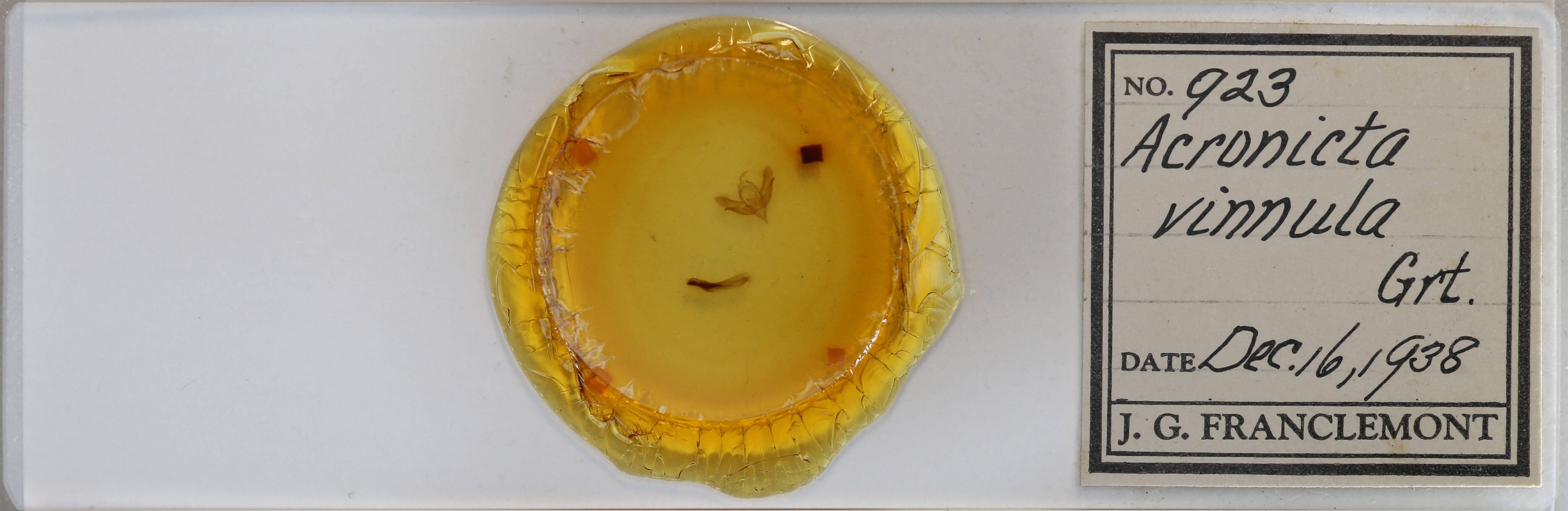 slide view of adult Acronicta vinnula