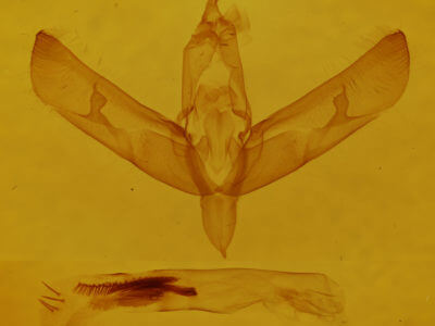 genitalia view of adult Sympistis chionanthi