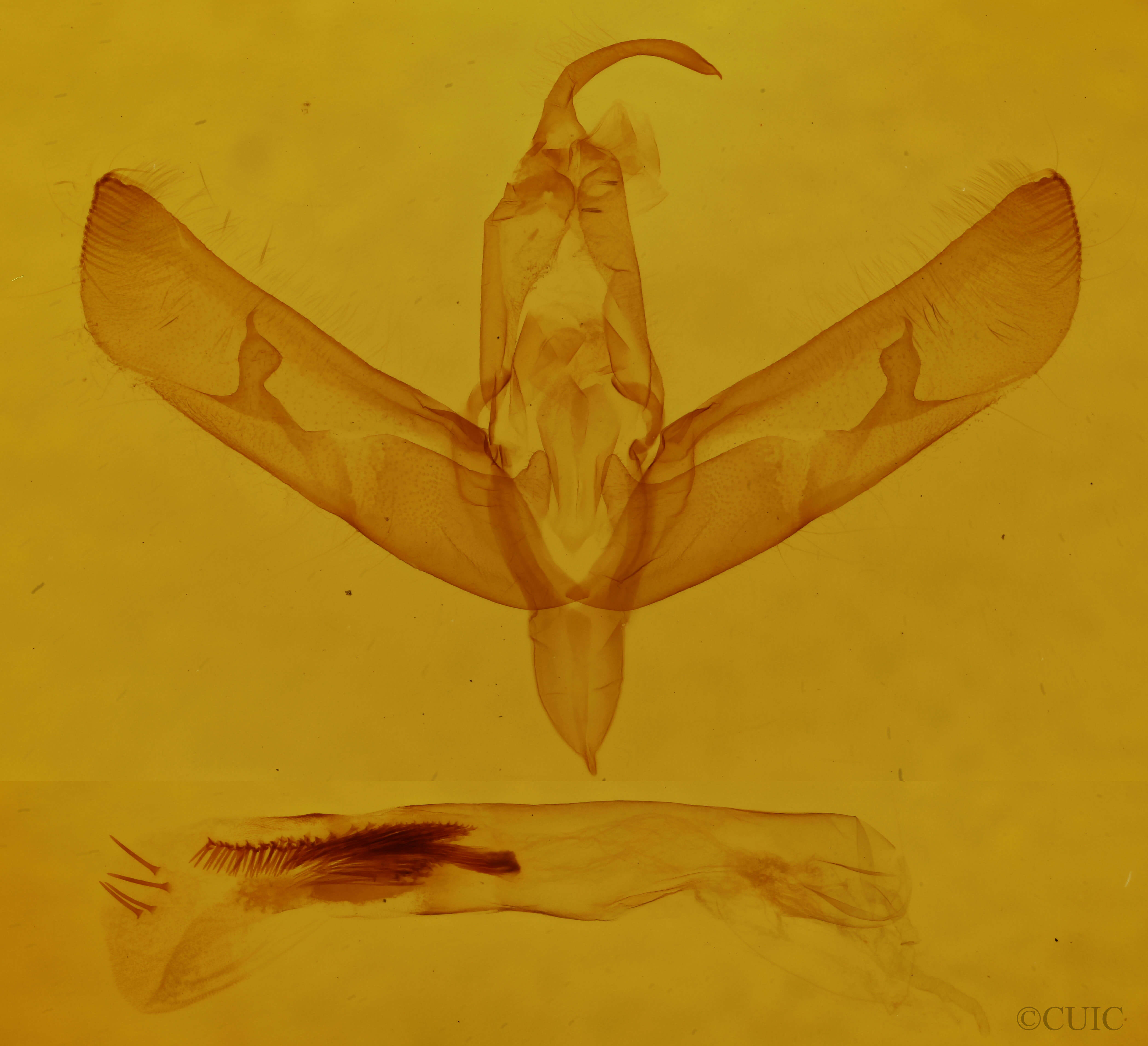 genitalia view of adult Sympistis chionanthi