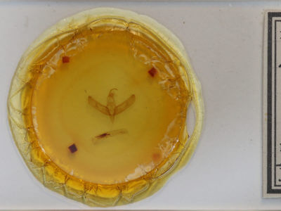 slide view of adult Sympistis chionanthi